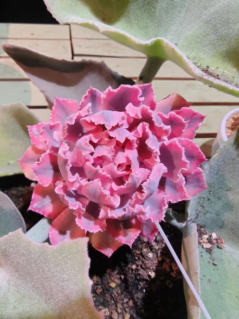 晚霞之舞锦5cm，锦上园艺量拍