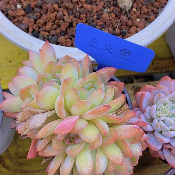 多肉植物，开心多肉