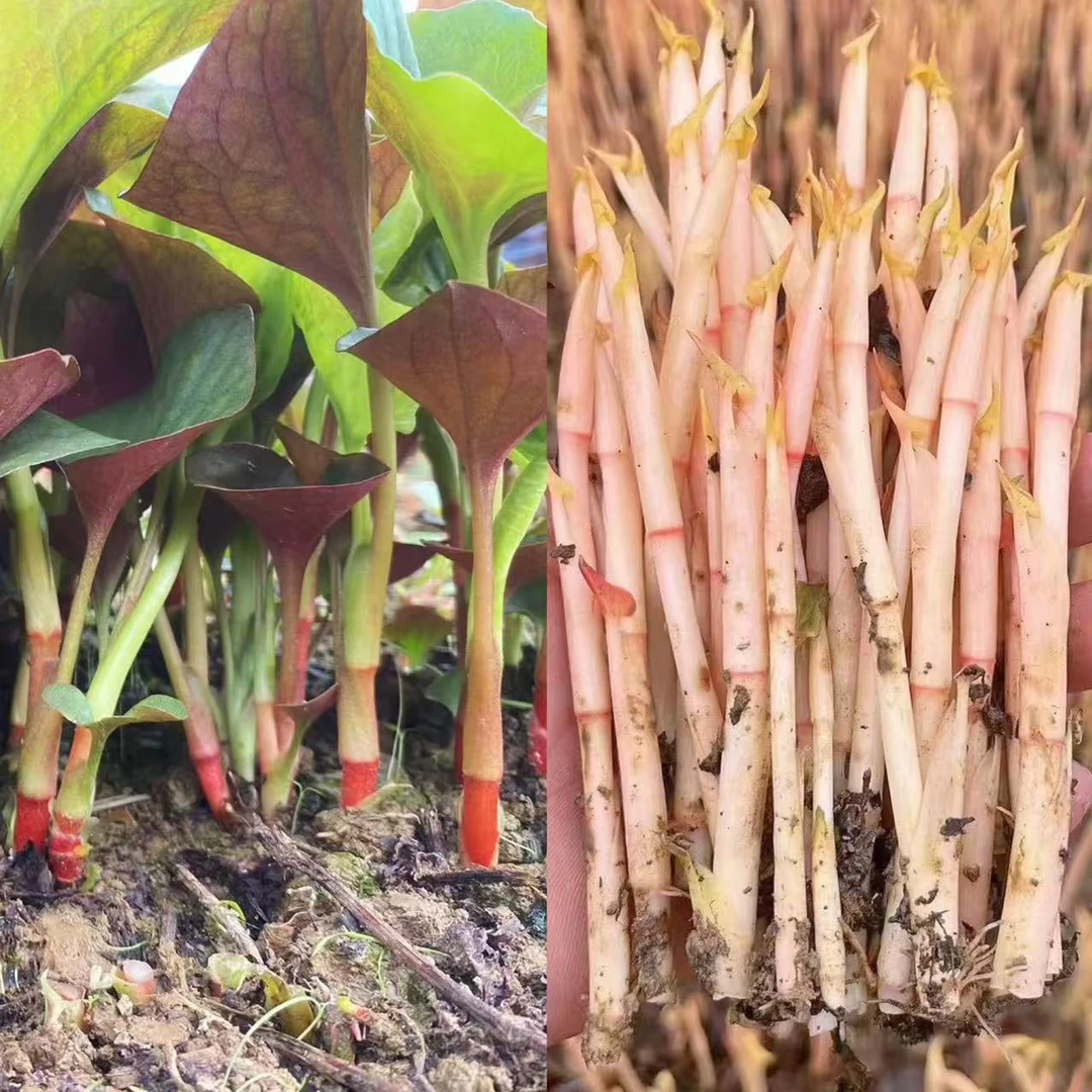 【折耳根嫩芽+嫩叶组合装】四川特产新鲜折耳根鱼腥草嫩芽嫩叶包邮