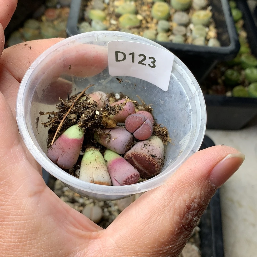 大****瓜D123多肉植物保护