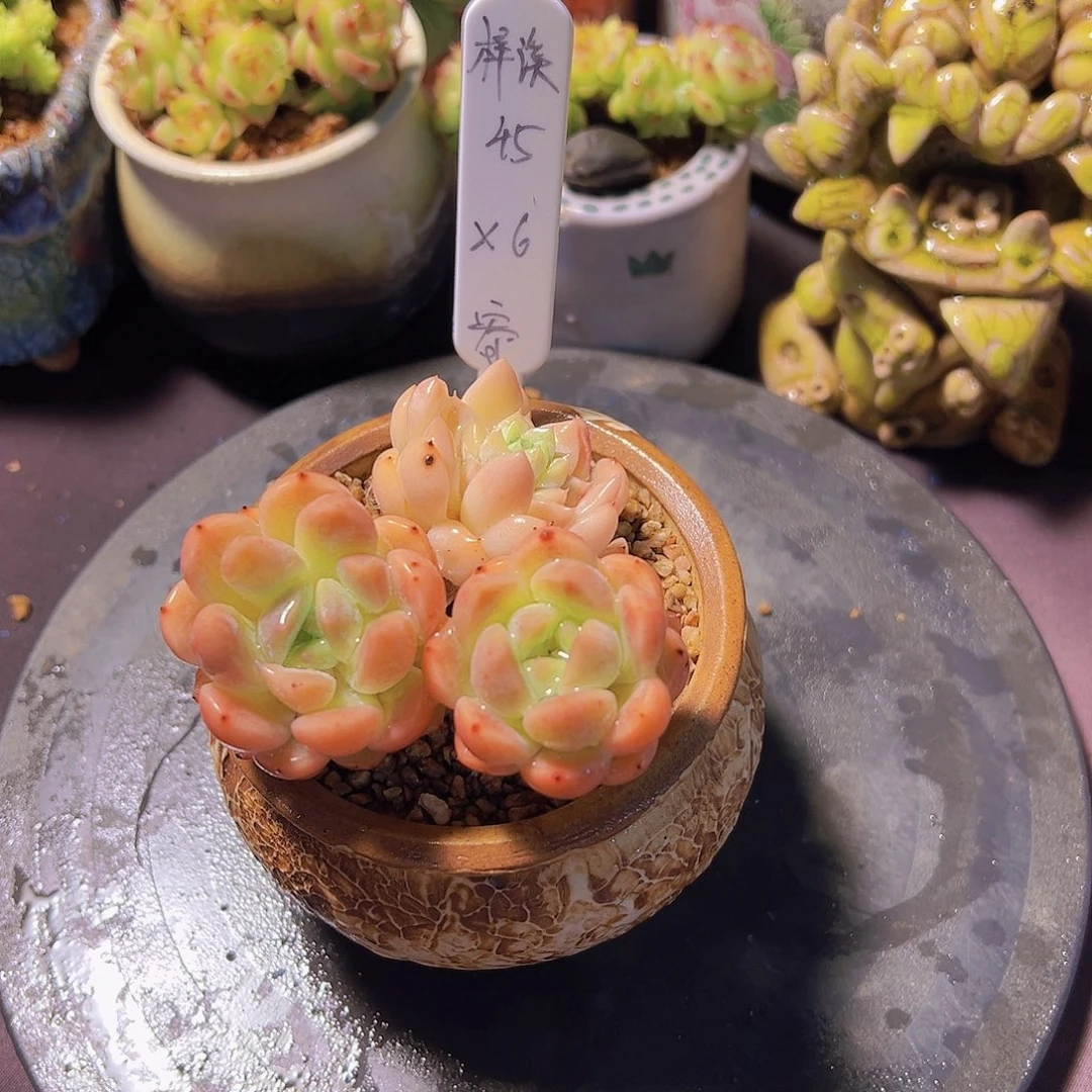 L***溪X6.多肉植物……