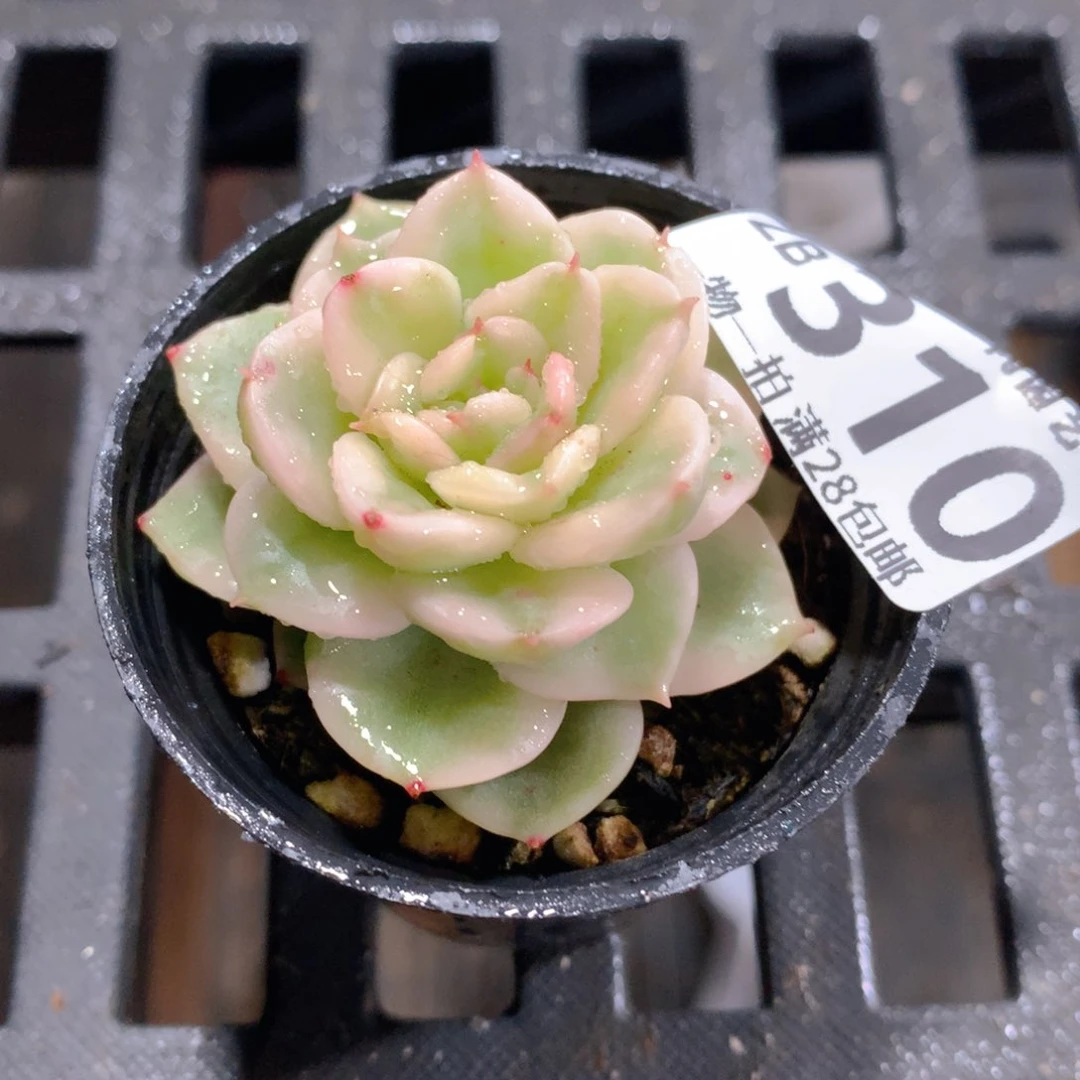 肉萌萌拇指盆精控多肉ZB310