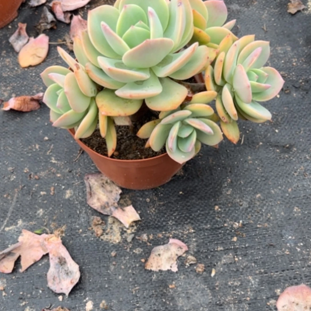 【闪购商品】爱*霖白凤