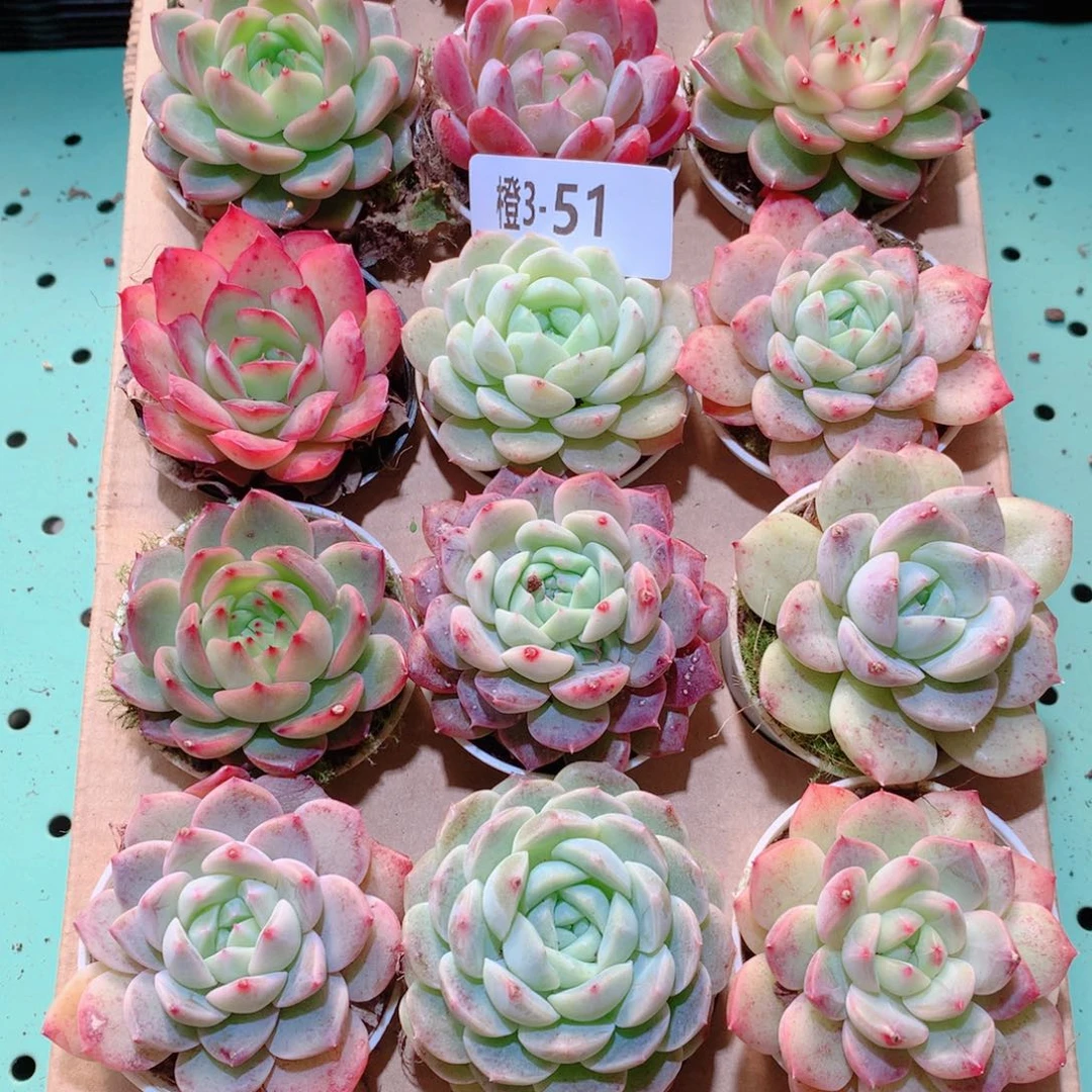 3-51一物一拍多肉带盆18颗