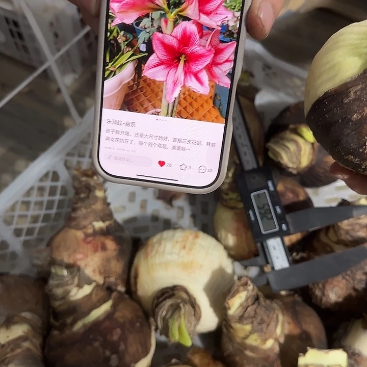 启示录36/38丑球福利