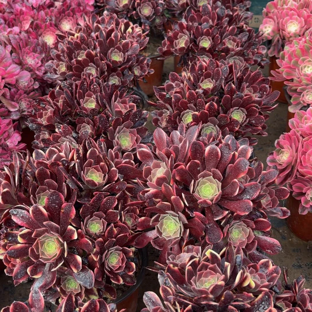 欧嘉莉绣球9.9法师多肉嫩