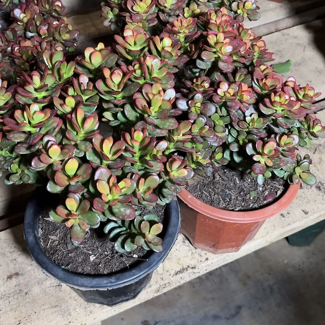 潮***店1916糖果姬红花带土球发货