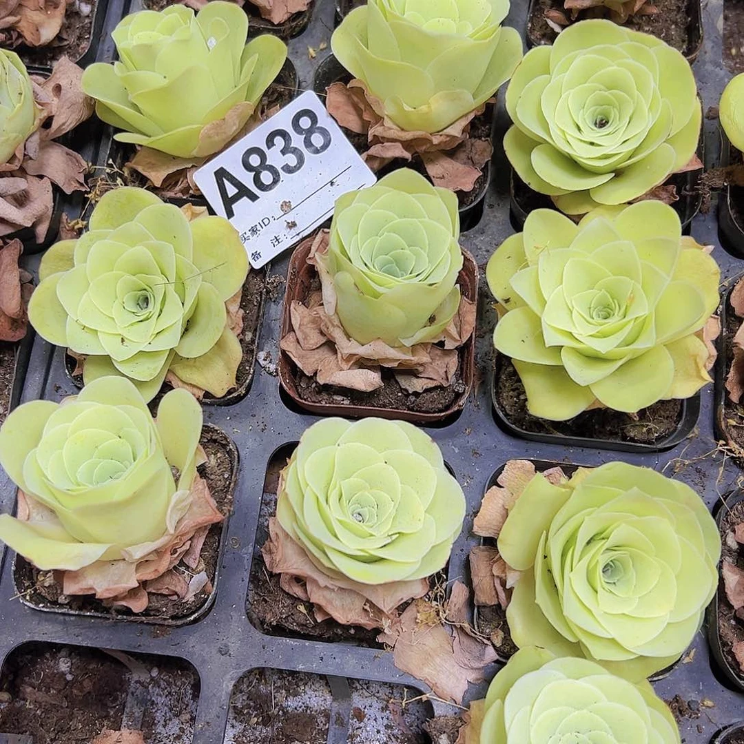 838黄金杯2个19包邮