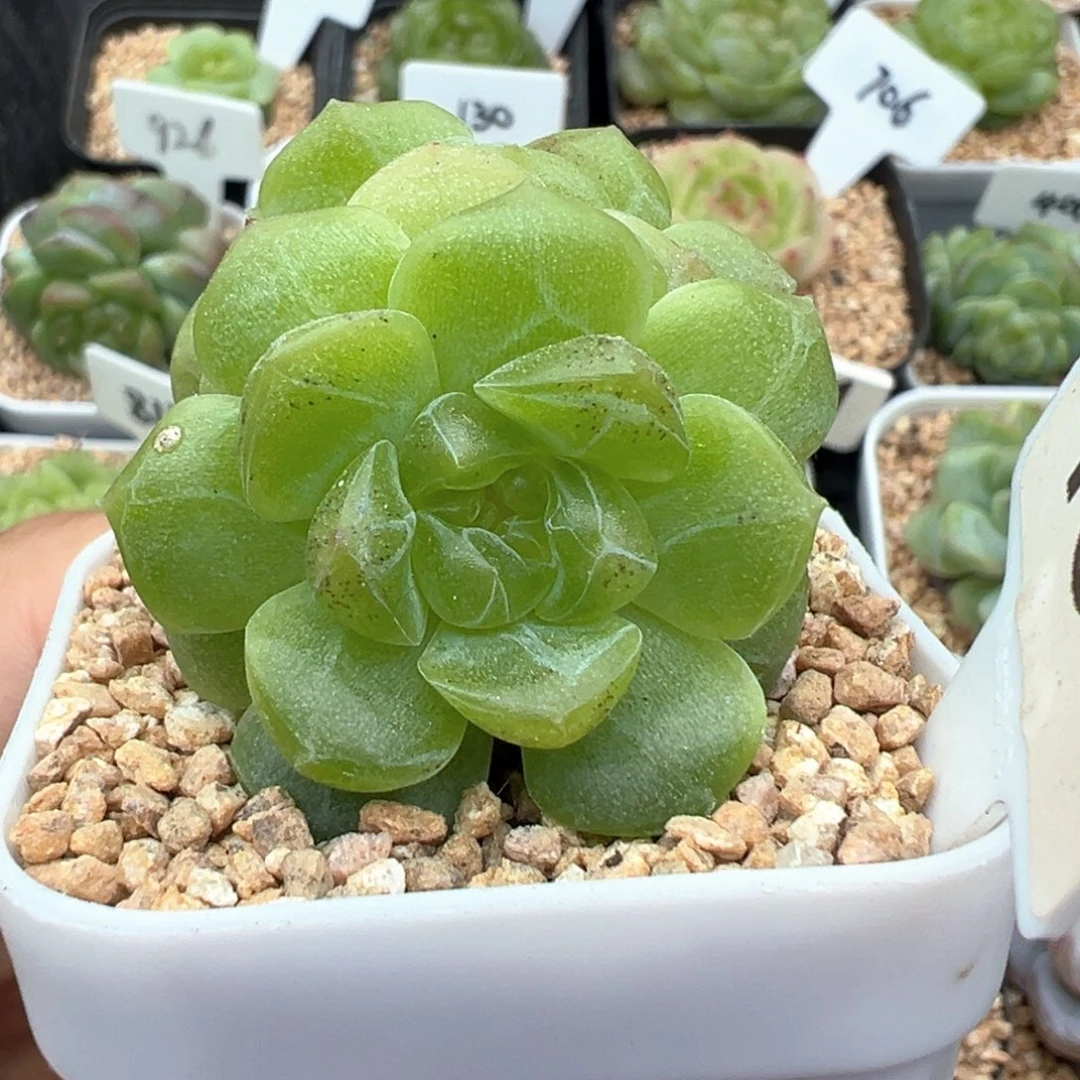 454号无尽灯伪3头有晒斑
