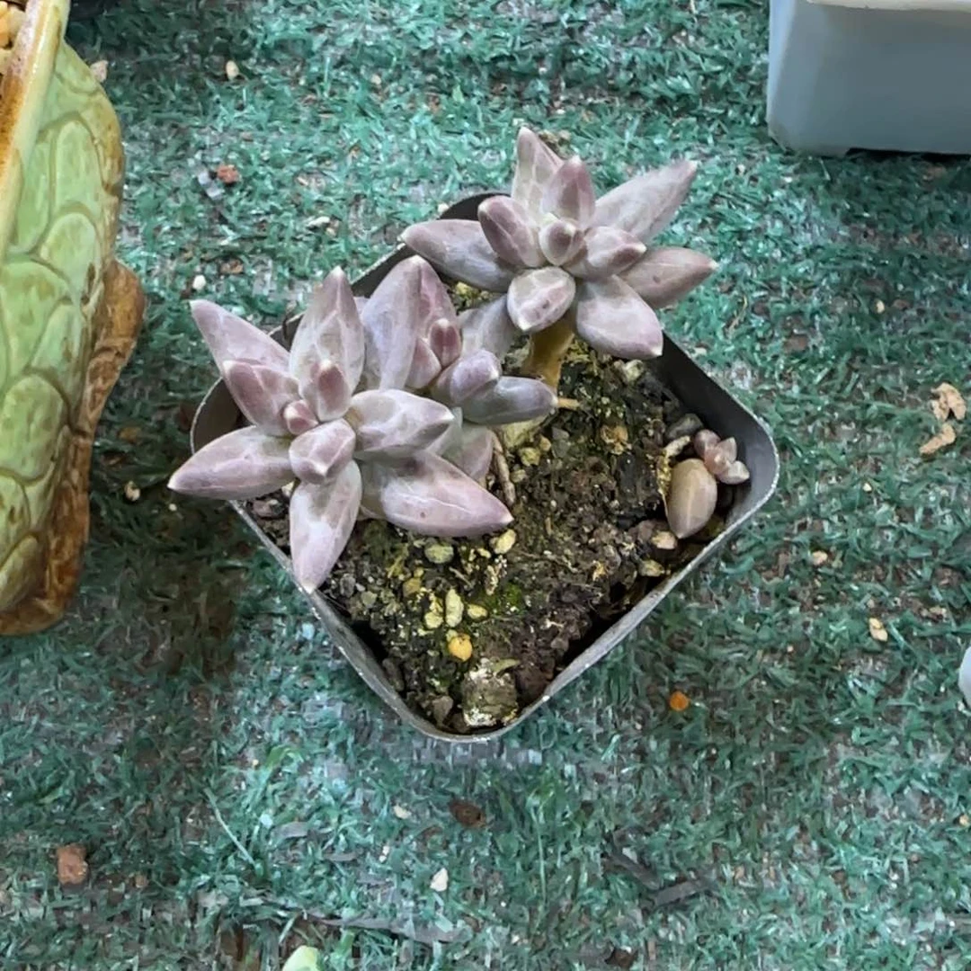 梅*锦安精品多肉编号280