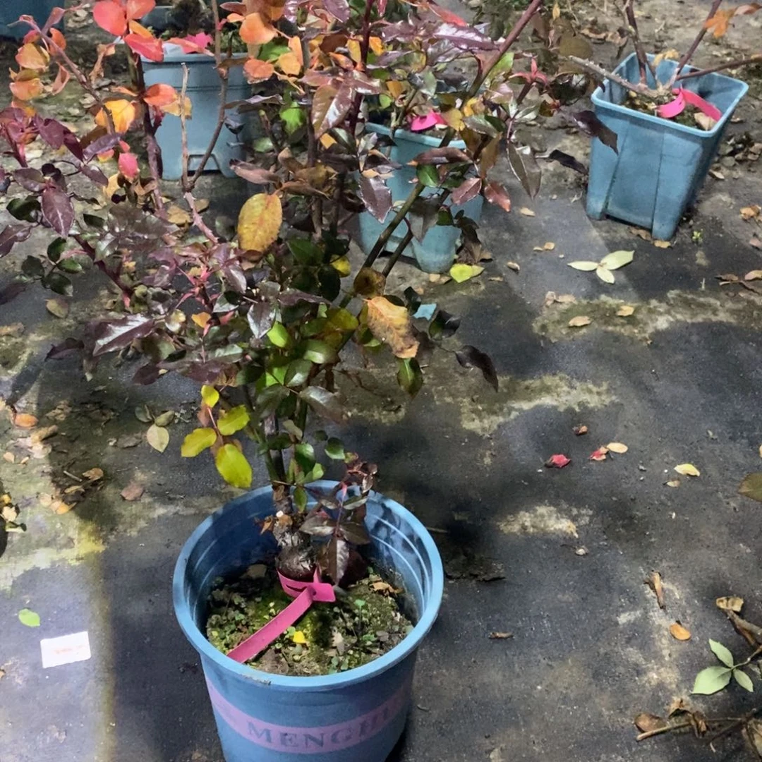 无花朵风铃粉玫瑰土球发货