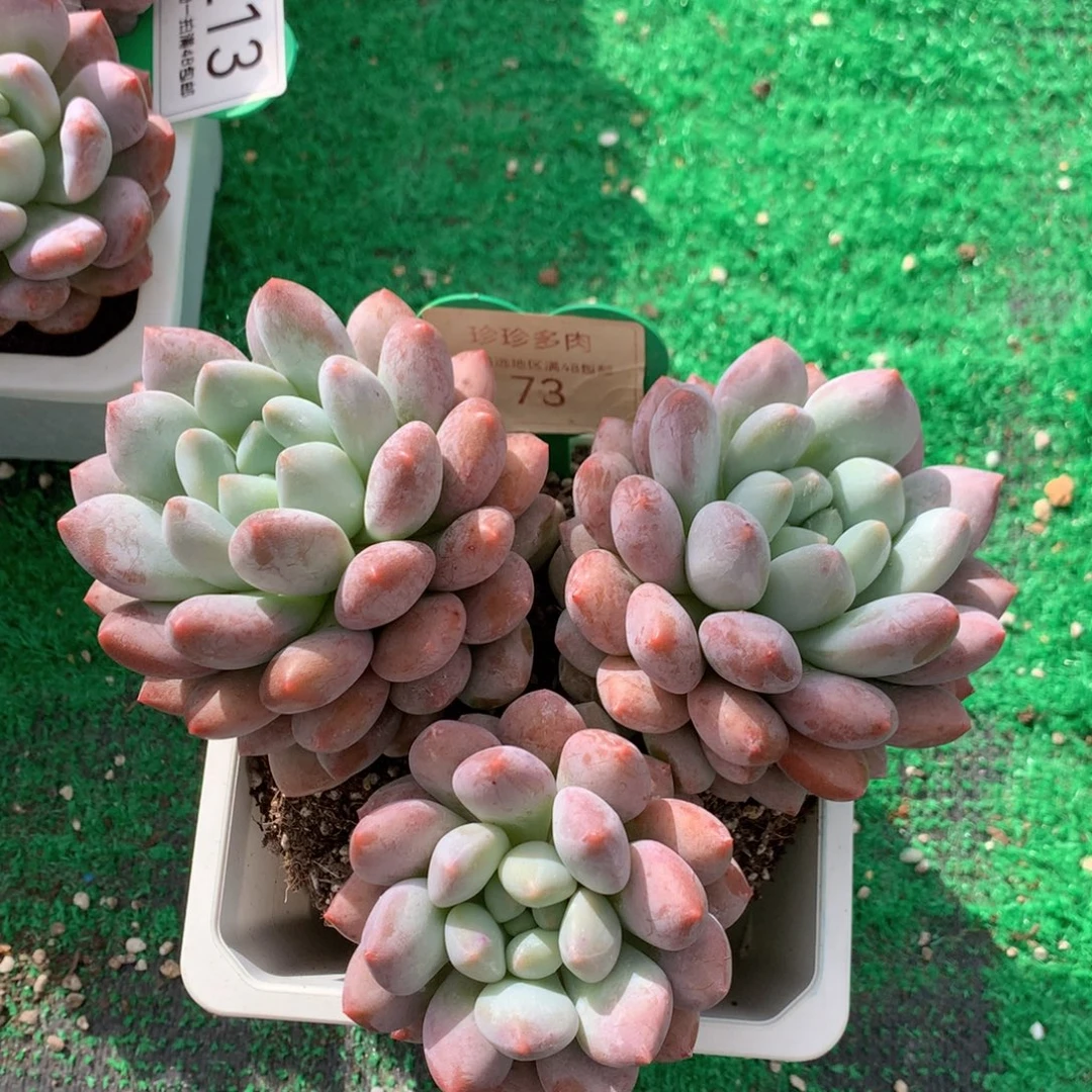 宁***远半夏老桩无砍平头73