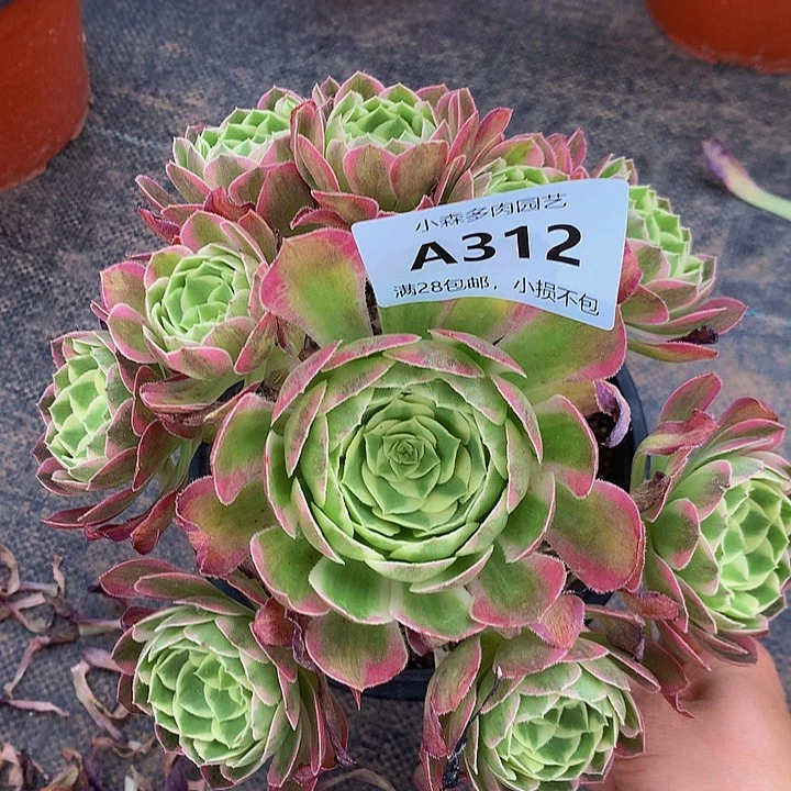 312海王多肉88888888