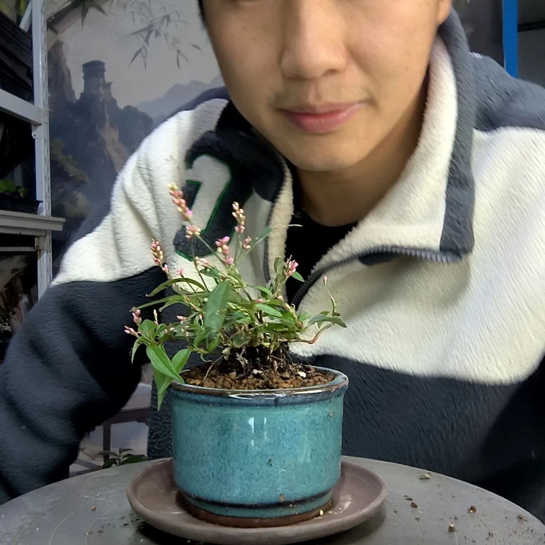 悦**己中青园艺一物一拍467