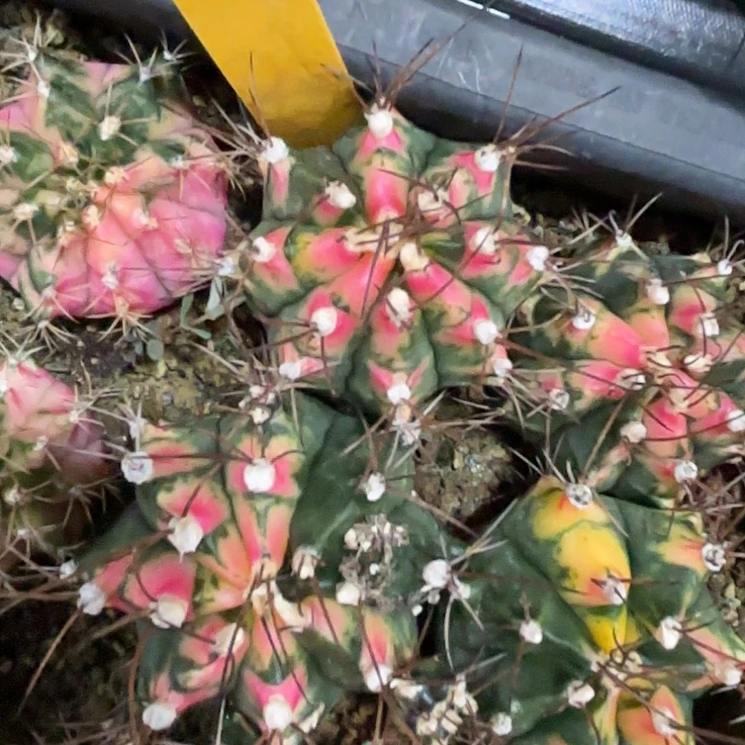 252-1116泰国发货多肉