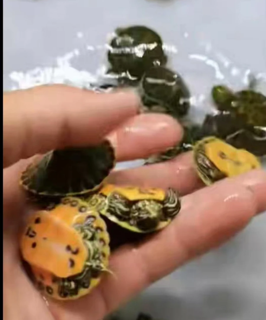 火焰龟直播选龟链接（未经主播沟通私拍不发货）