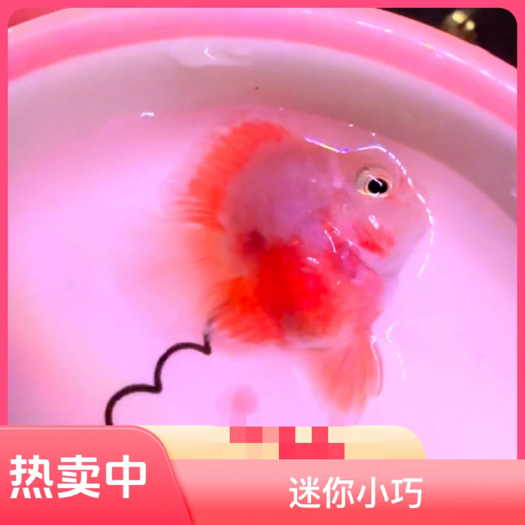 精品桃心胭脂粉（全程开箱视频报损）