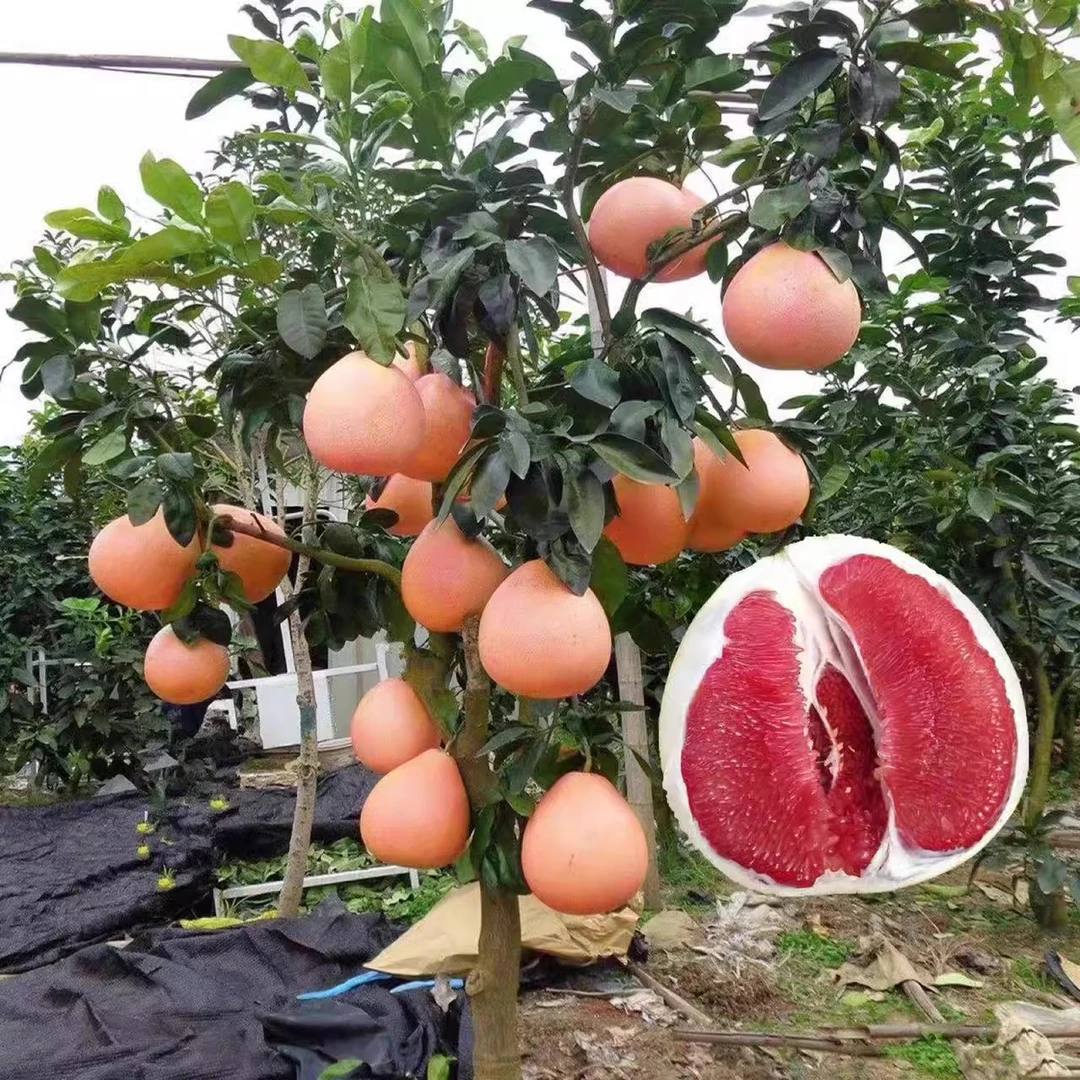 柚子树苗果树南方种植