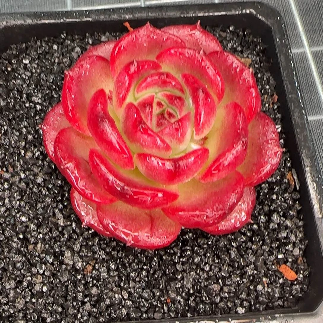 从前慢花园精选0126-大雪花