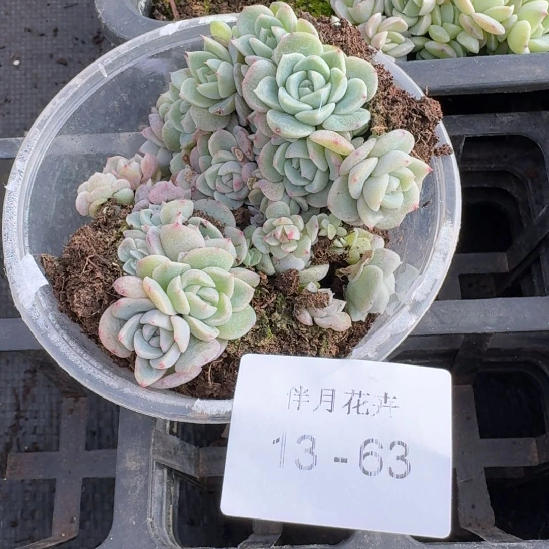 糖心切糕量拍13-63