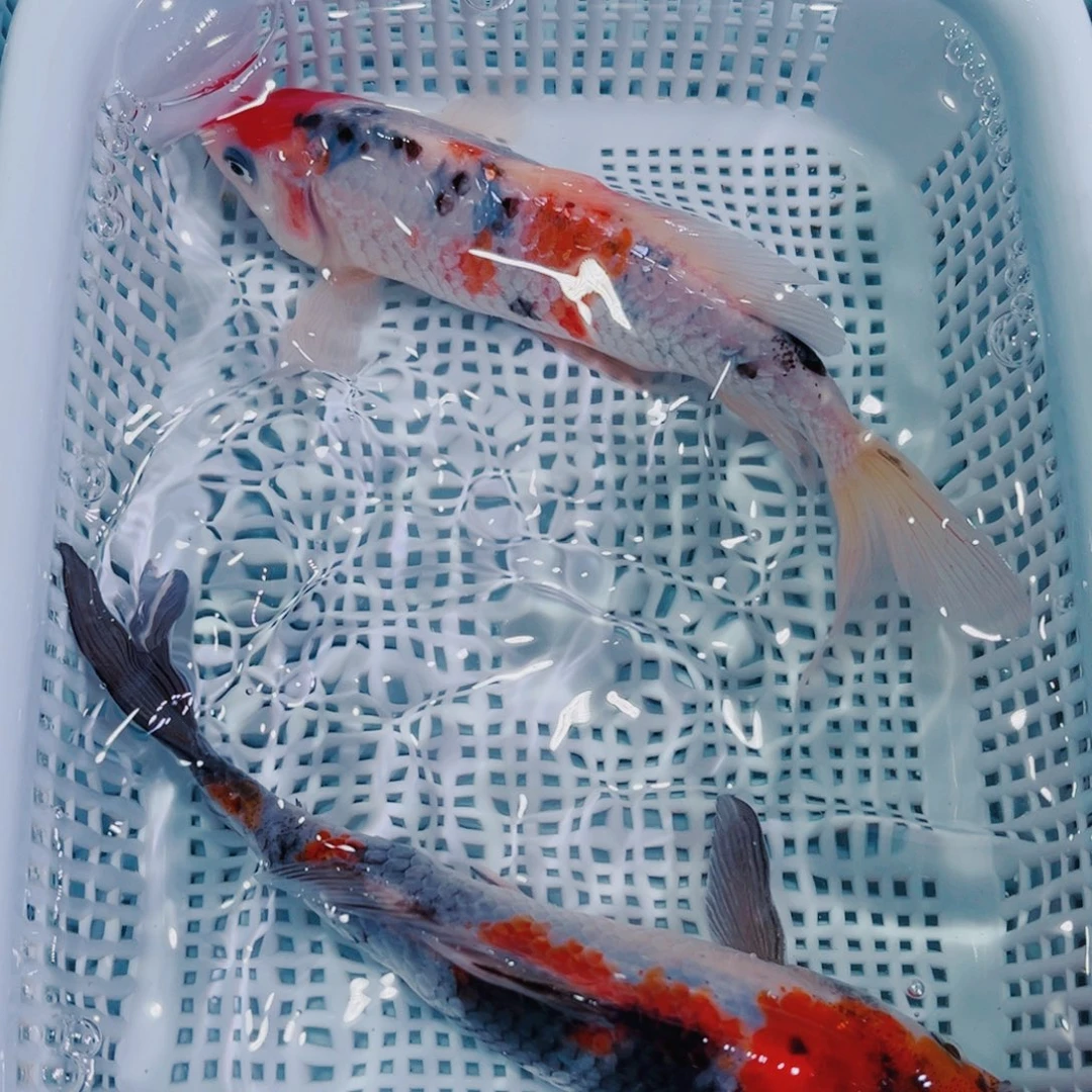 锦鲤锦鲤冷水观赏鱼143