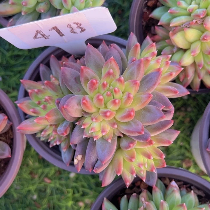 健健康康平平安安多肉