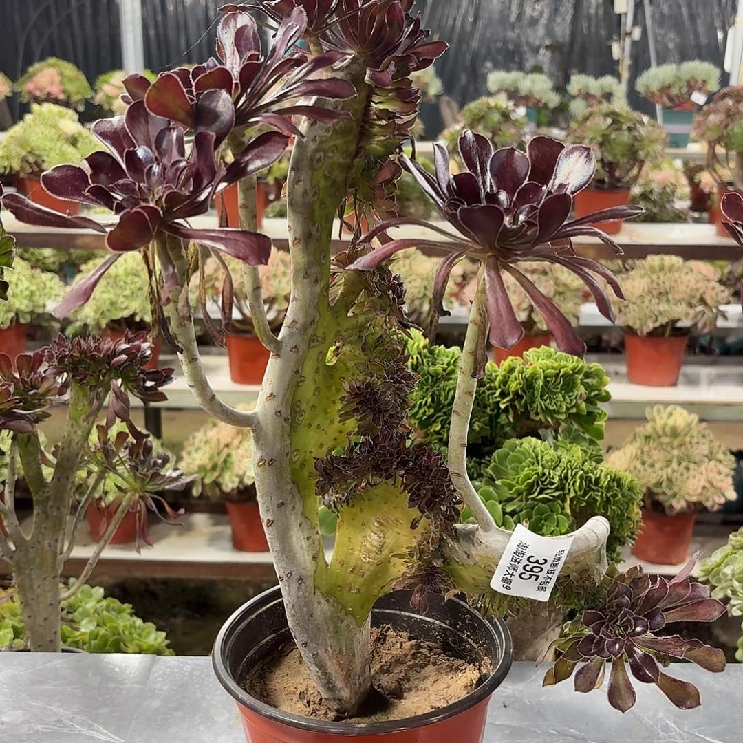 395黑法师缀化多肉植物
