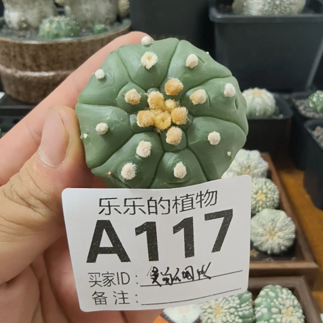 煲***火龟甲琉璃兜兜哈哈