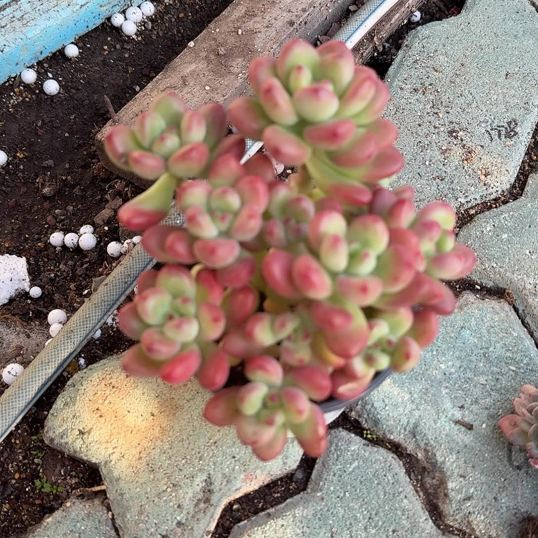 汤姆猫多肉植物净切