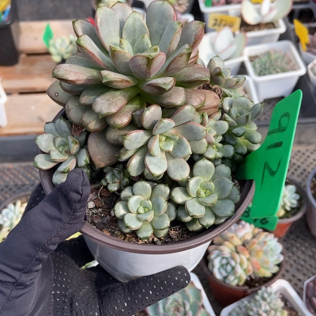 912葡萄多肉植物多肉