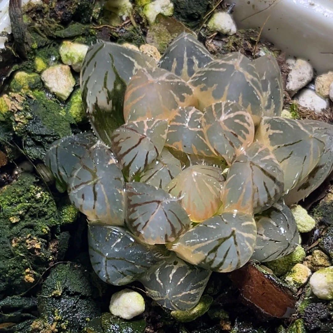 恭喜发财大吉大利0117