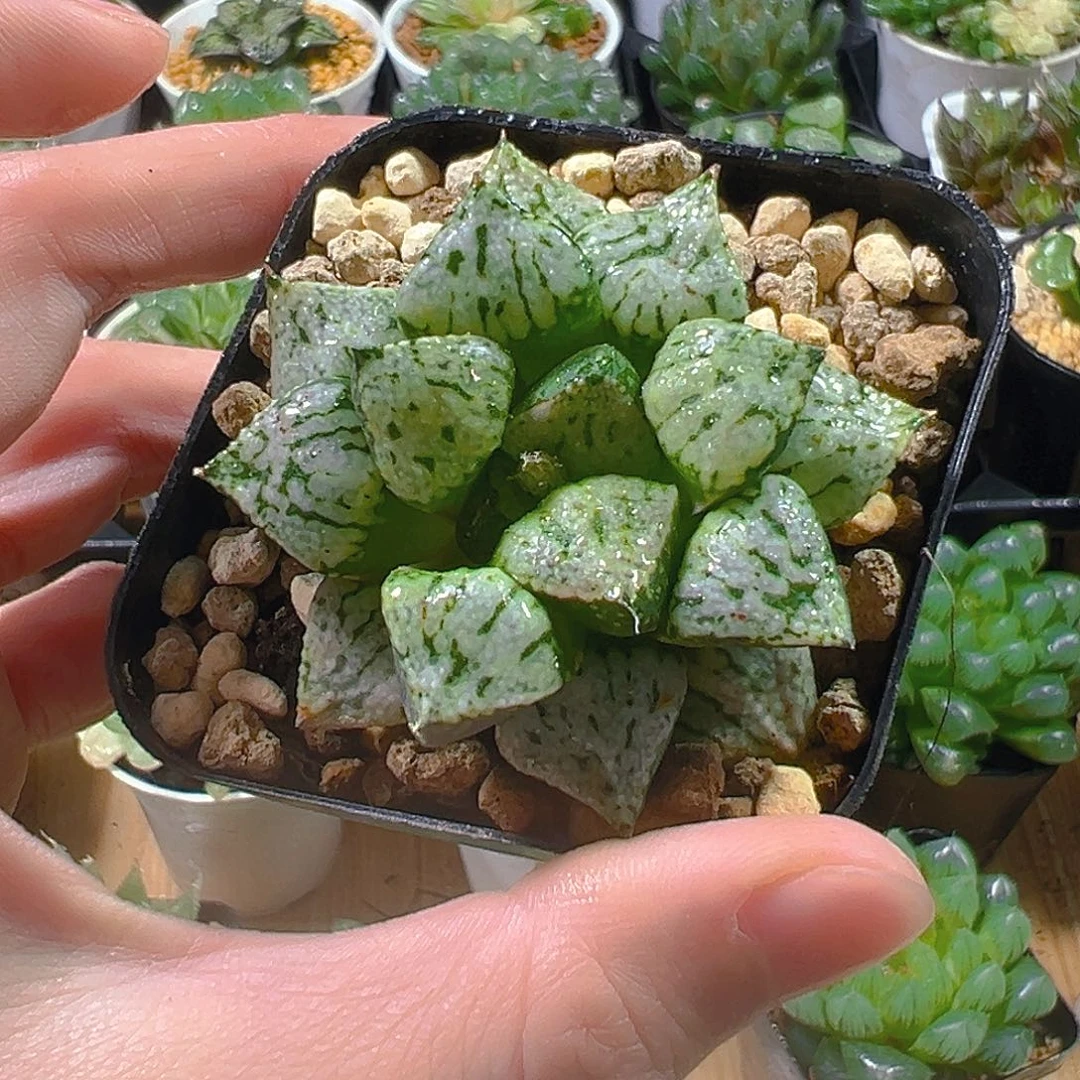方盆潘多拉玉露多肉植物一颗