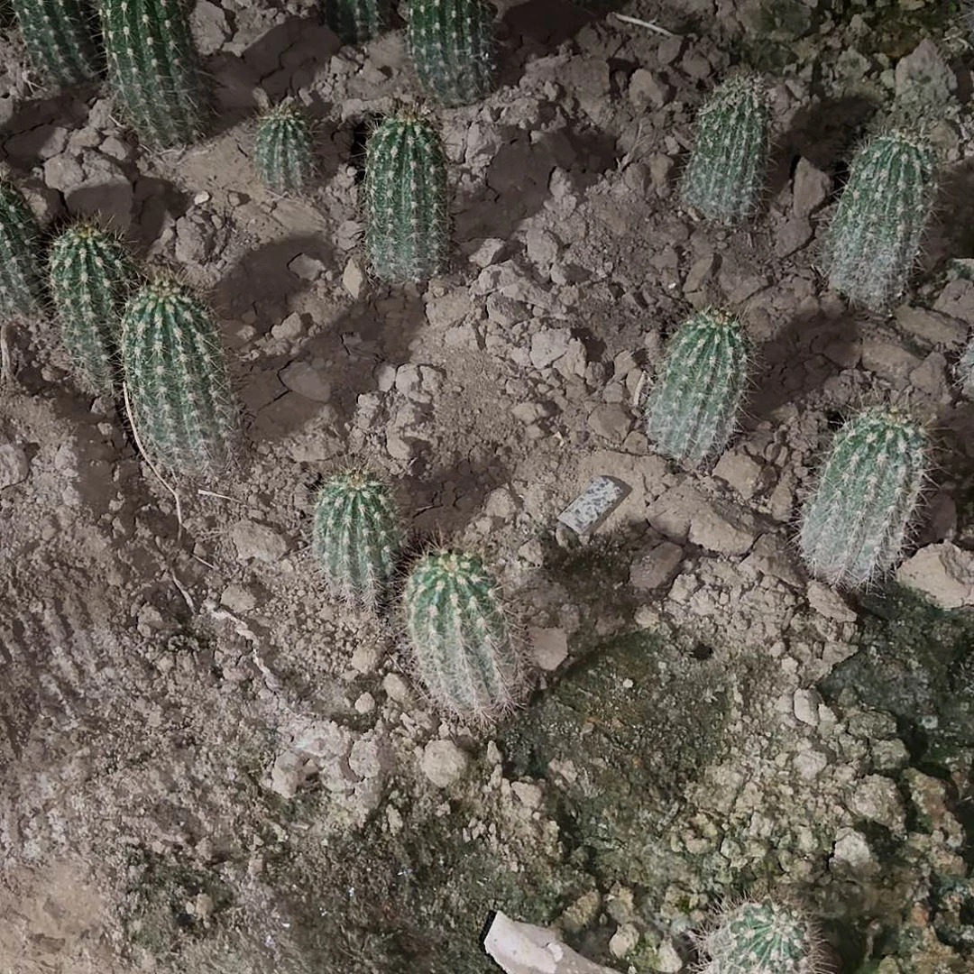 钰***骅白檀侧芽两个矮胖。三个长的