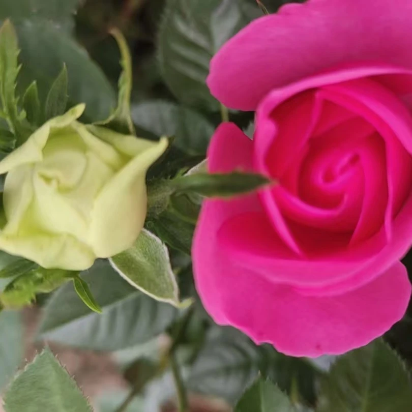 “双十一”超值2盆福利（蜜桃格林+绿美人）基地直发庭院，阳台四季开