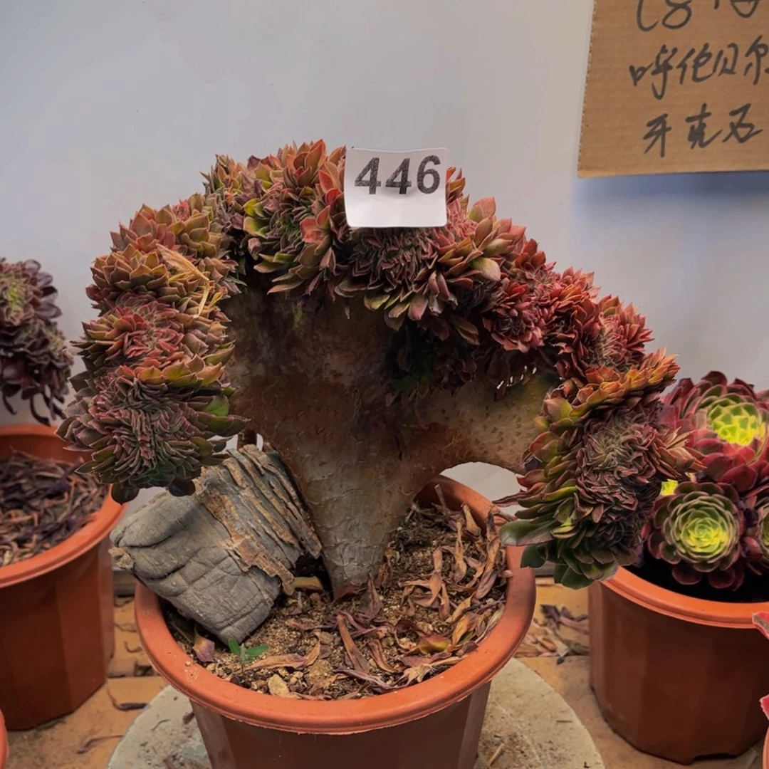 多肉植物万圣节缀446