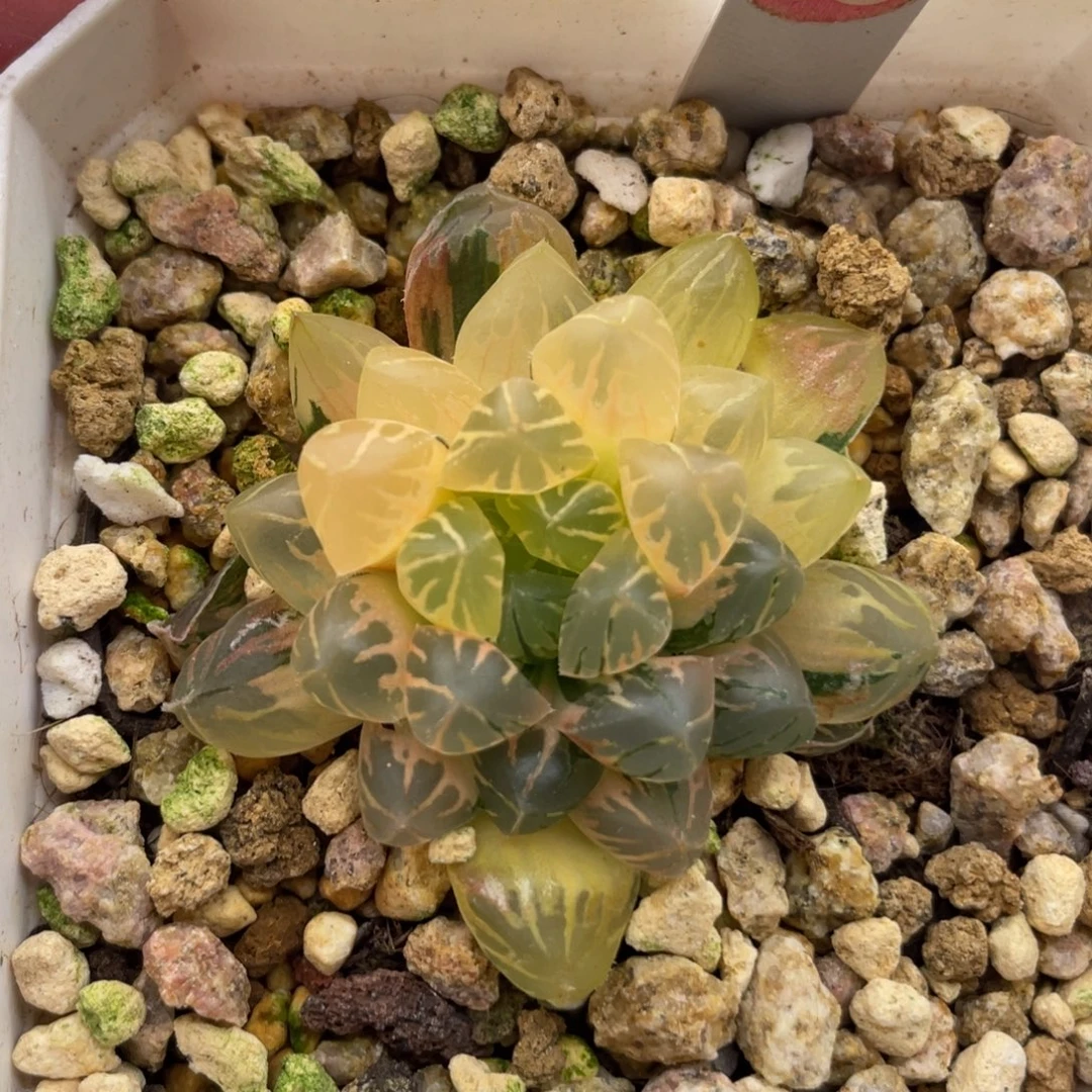 小蔡的菜园65花琅锦