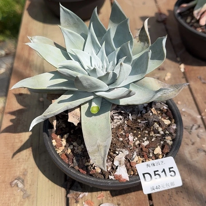 醒*拇指瑞东尼仙女杯多肉