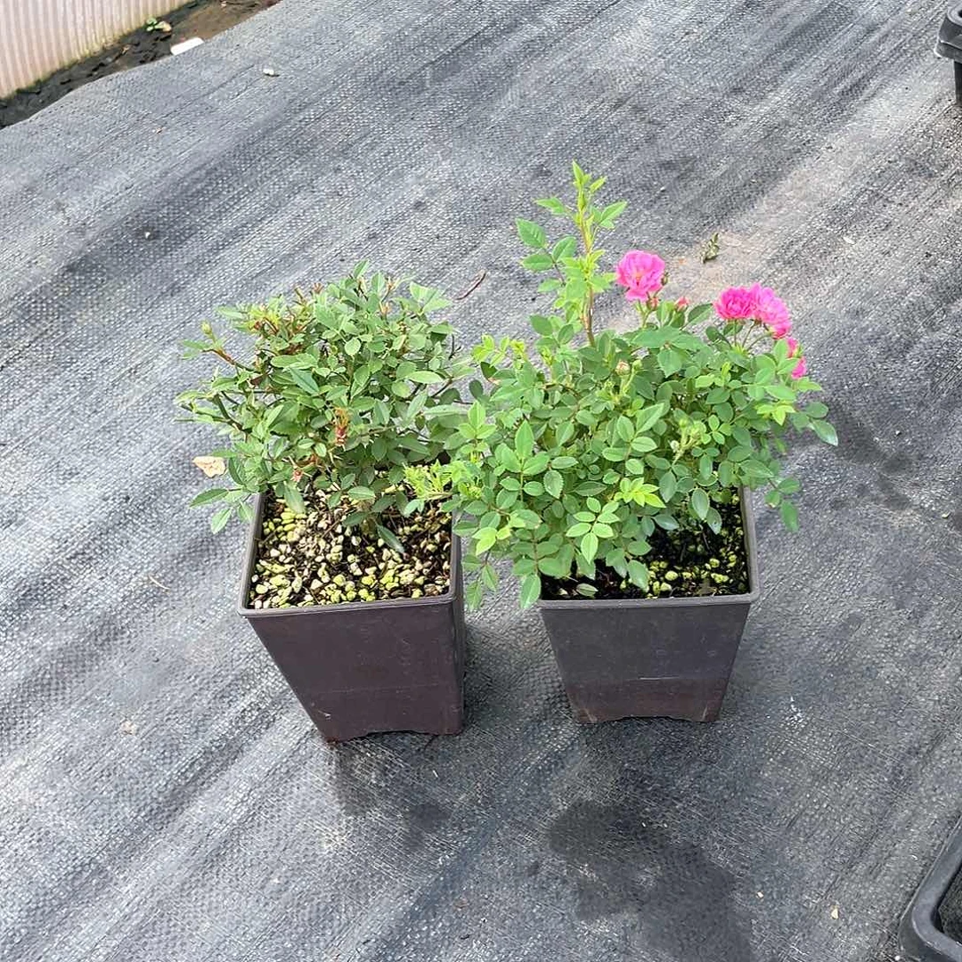 完全开放高尾台➕重樱嫁接苗