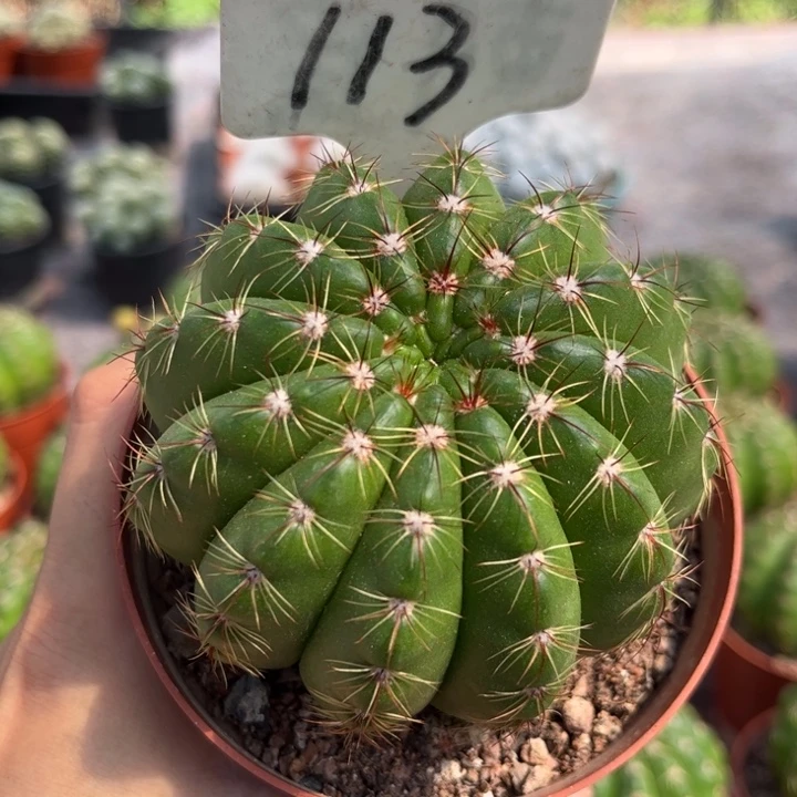 用***8完全开放113实生黄花青王