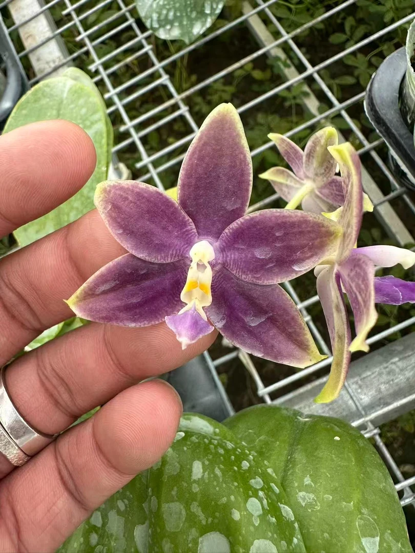 【金边】1.7寸杯蝴蝶兰不售后