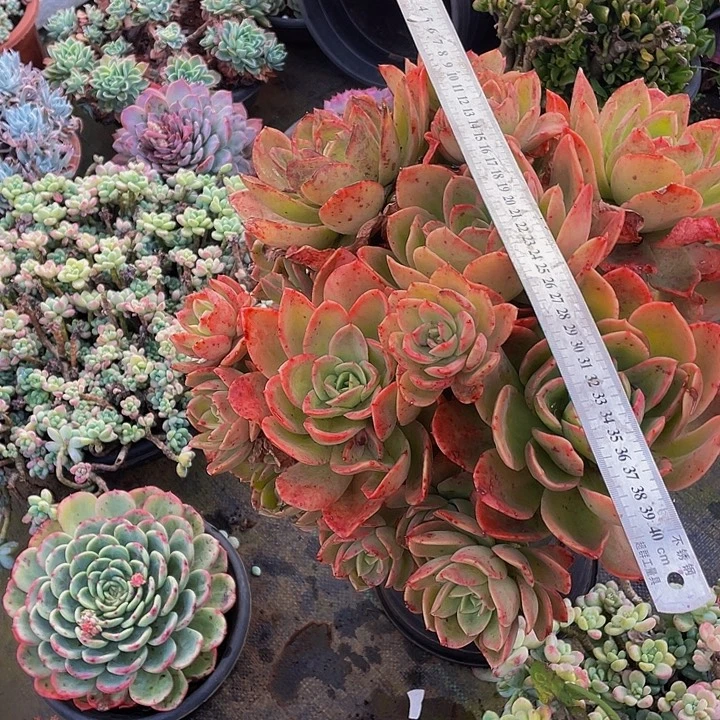 超级大金辉老桩68多肉