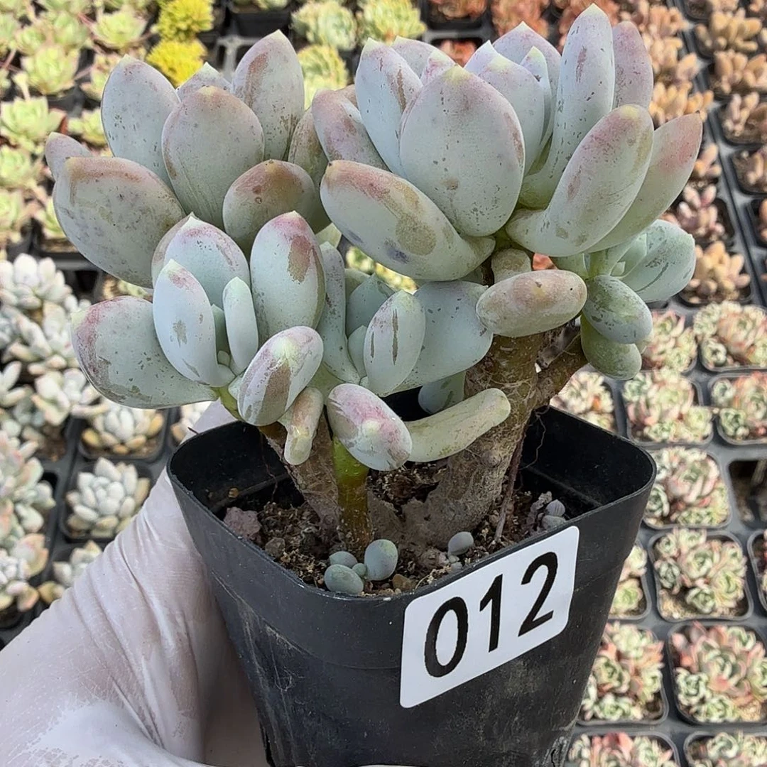 012八公分无砍稻田姬满20包邮