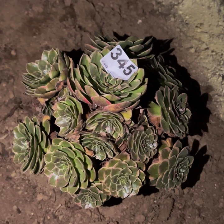 345粉花妖多肉植物