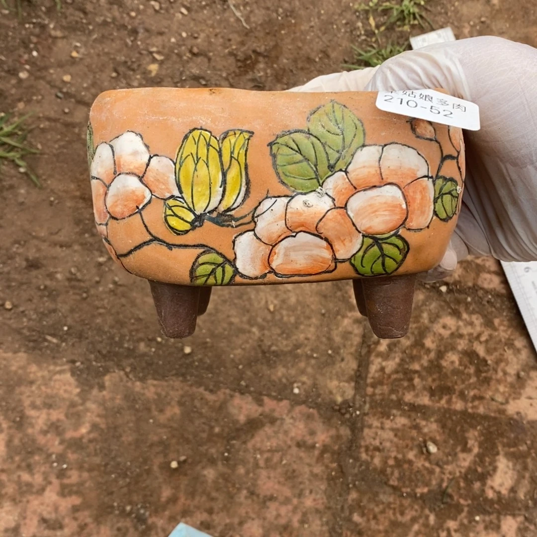 52号多肉盆一个呀