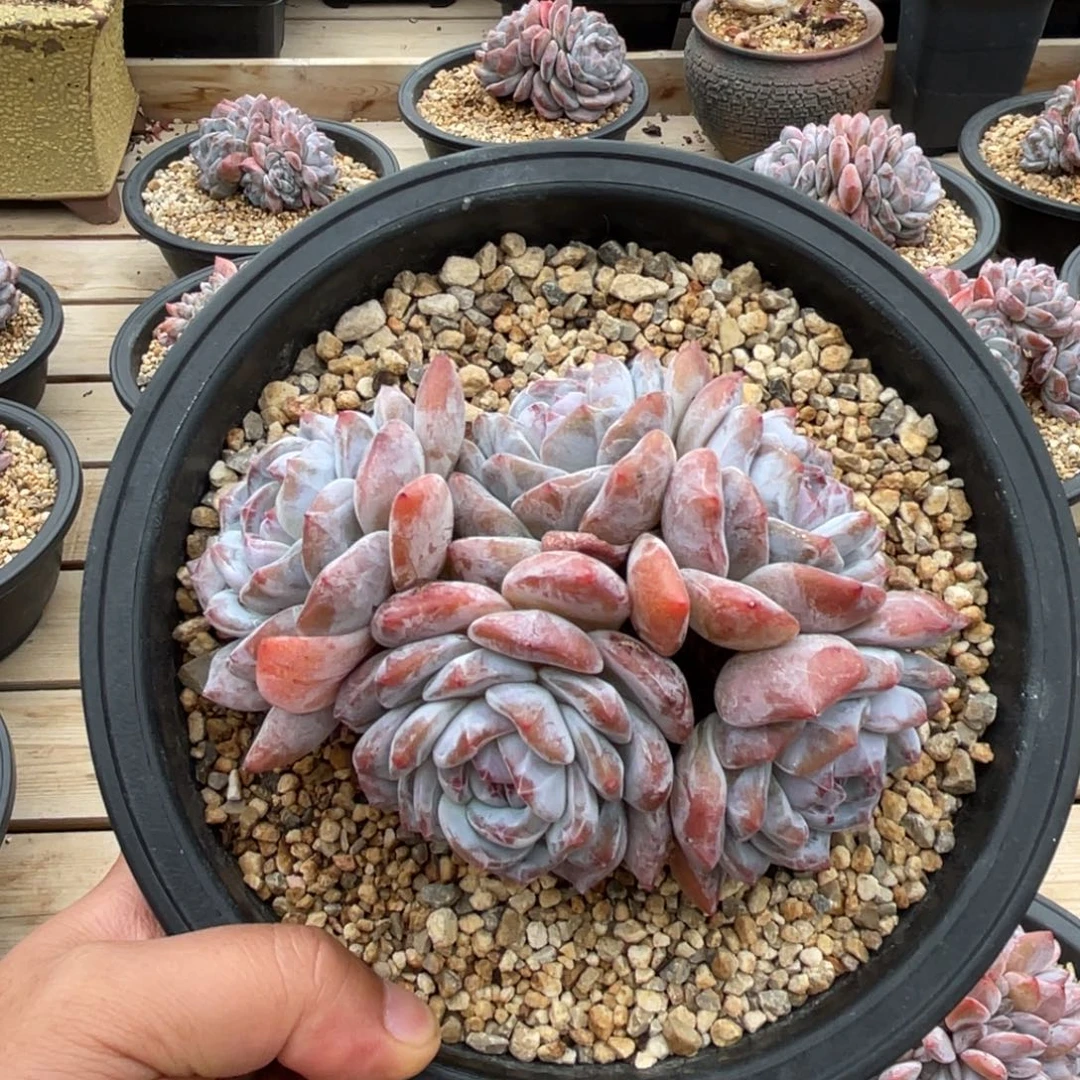 粗腿星影一物一拍