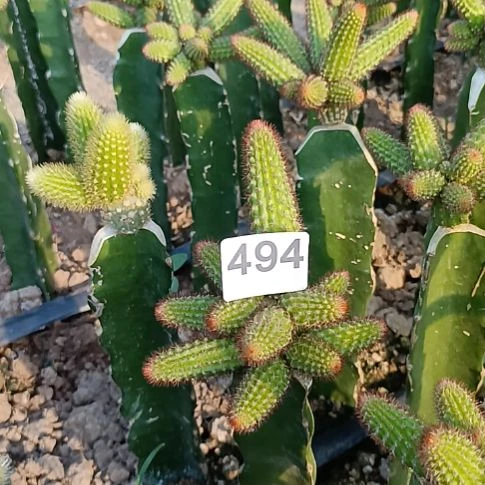 木***️橙色金妞一棵棵494