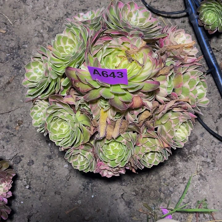 孔雀翎法师32/22包邮