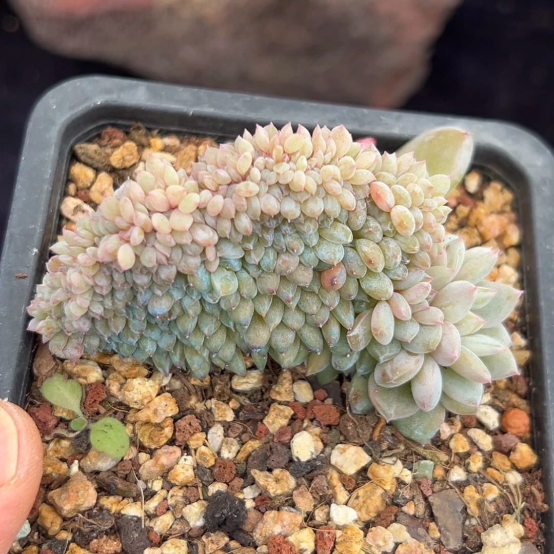 新年快乐新年快乐