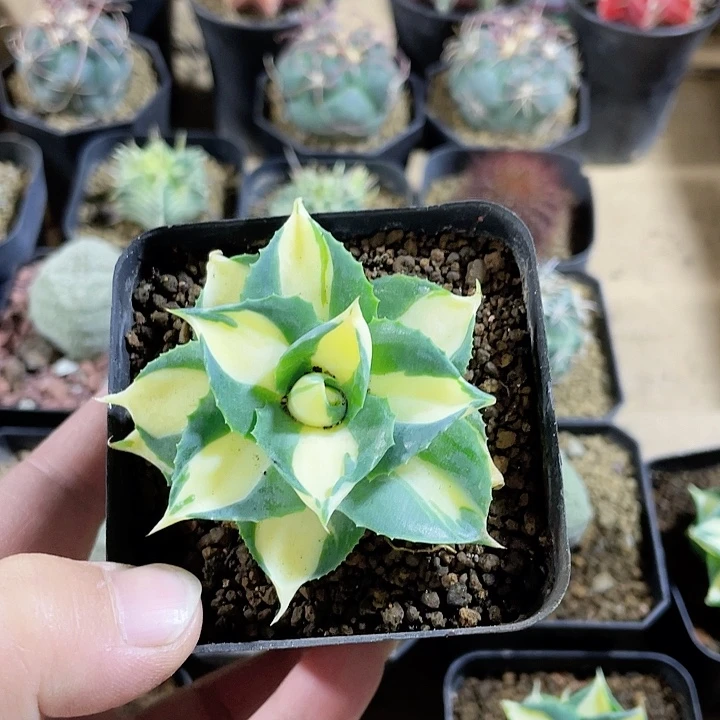 213黄中斑龙舌兰