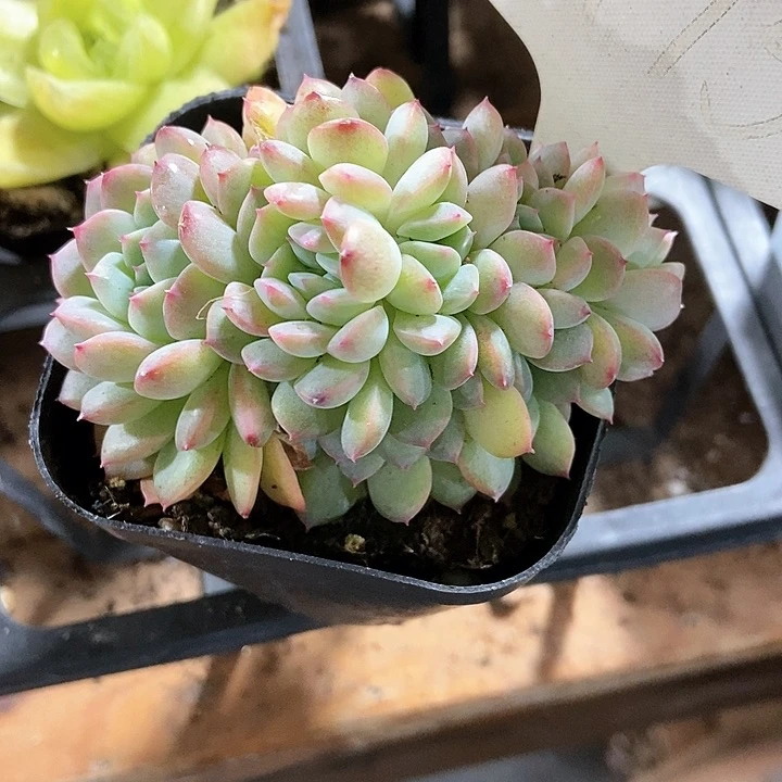 多肉植物冰魄1775